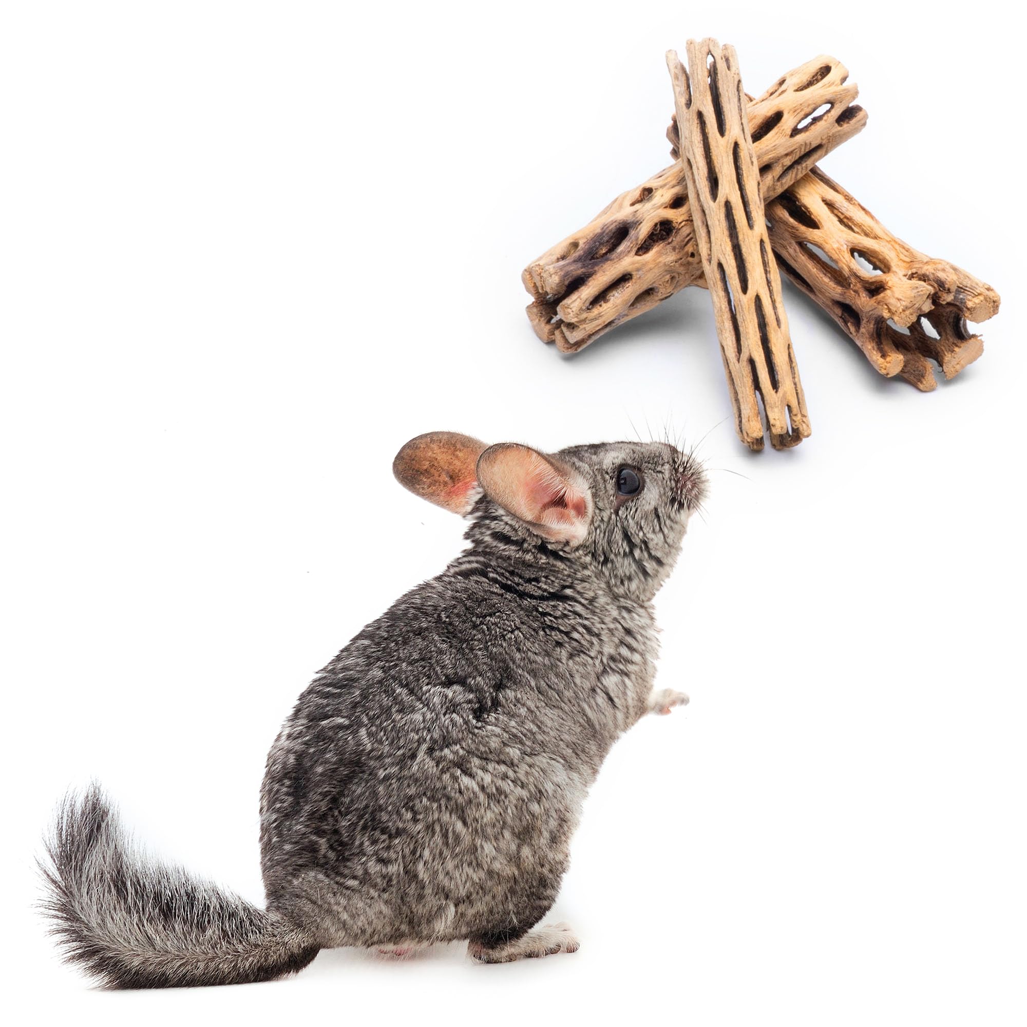 Amazon.com: SubstrateSource Natural Cholla Wood - Driftwood for